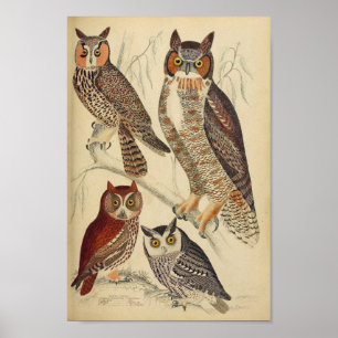 Vintage Owl Illustration Poster