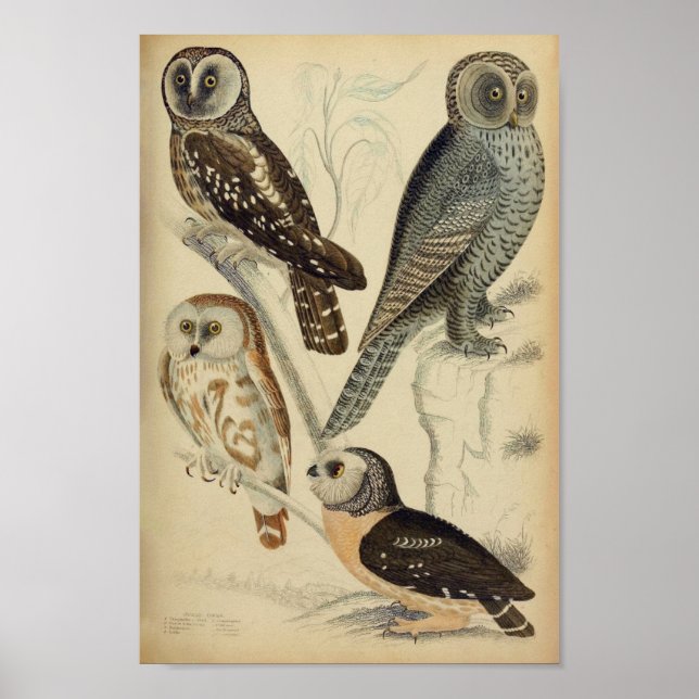 Vintage Owl Illustration Poster (Frente)