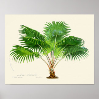 Vintage Palm Botanical Impressão