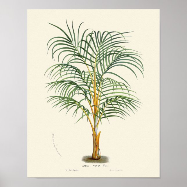 Vintage Palm Botanical Impressão (Frente)