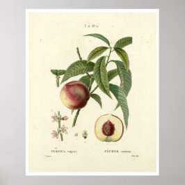 Vintage Peach Tree (Prunus persica) N.6 Poster