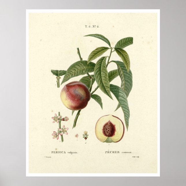 Vintage Peach Tree (Prunus persica) N.6 Poster (Frente)