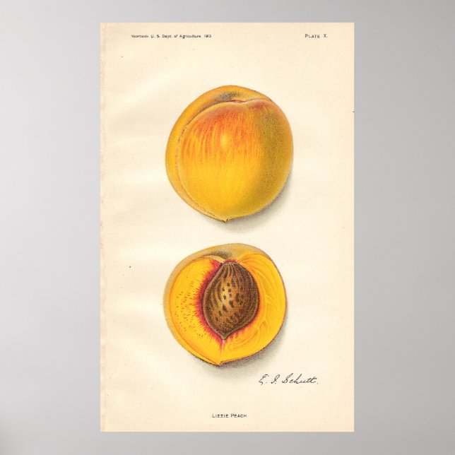 Vintage Peaches Poster (Frente)