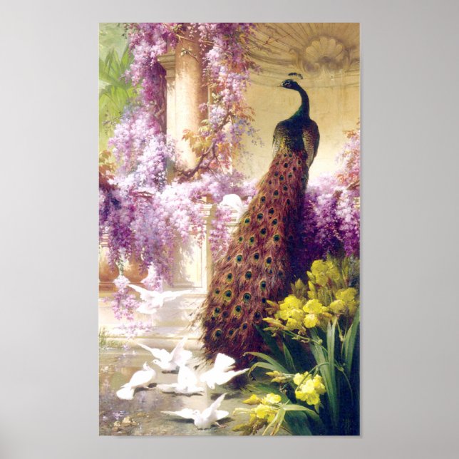 Vintage Peacock Image Poster (Frente)