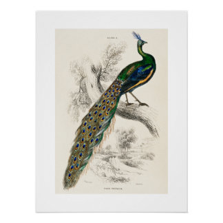 Vintage Peacock Natural History Impressão