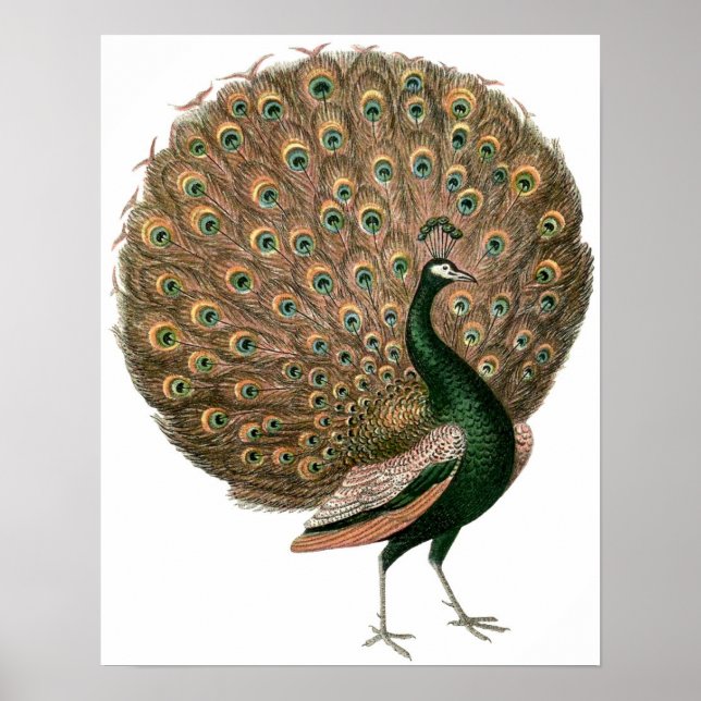 Vintage Peacock Poster (Frente)