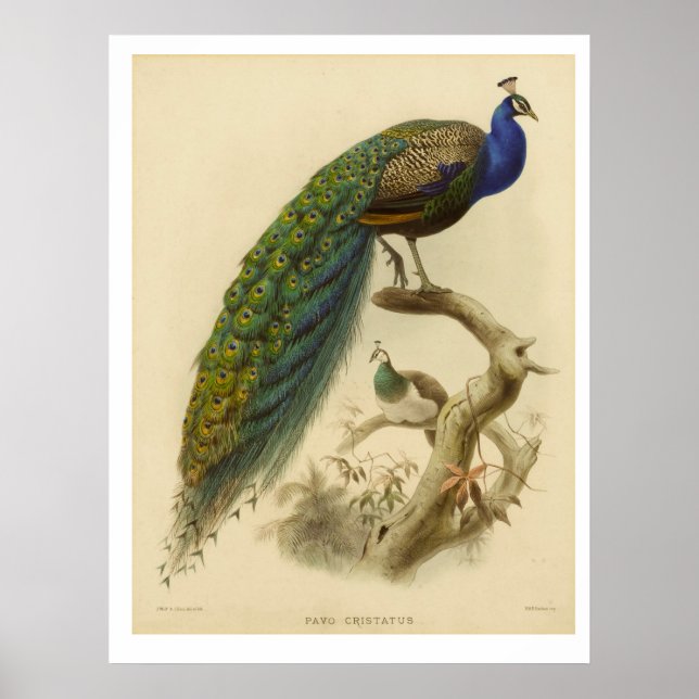 Vintage Peacock Poster (Frente)