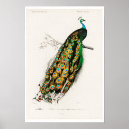 VINTAGE PEAFOWL ILLUSTRATION POSTER
