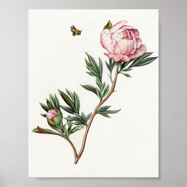 Vintage Peony Image Poster (Frente)