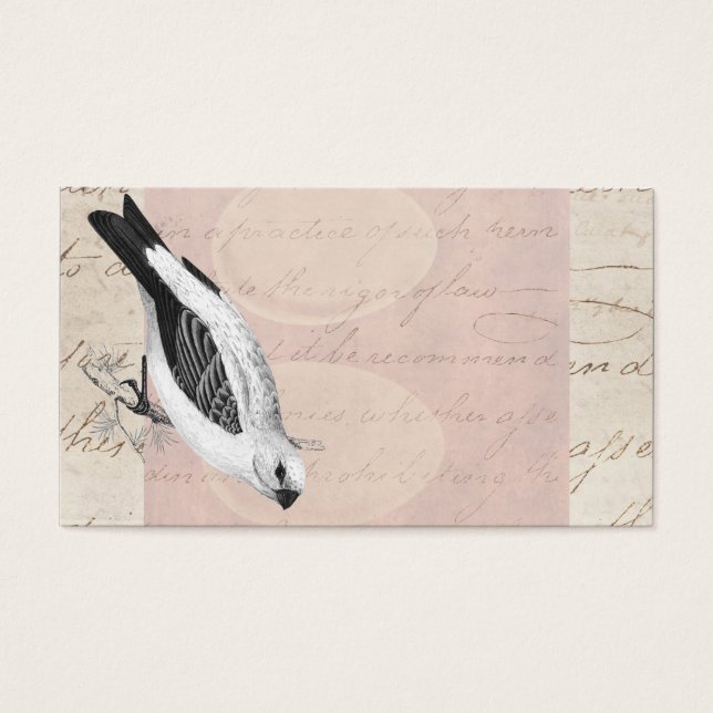 Vintage Pine Grossbeak Song Bird Ilustração (Frente)