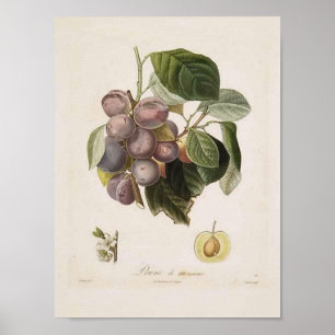 Vintage Plum Poster