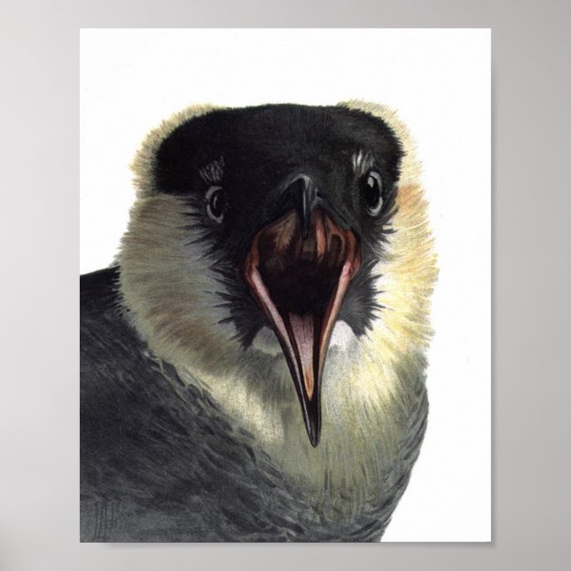 Vintage Pomarine Jaeger Poster Impressão (Frente)