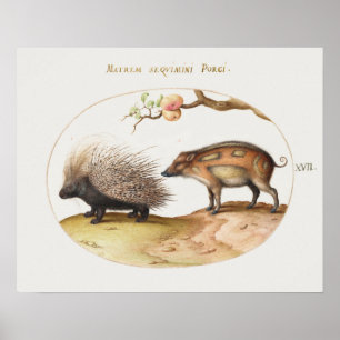 Vintage Porcupine Poster