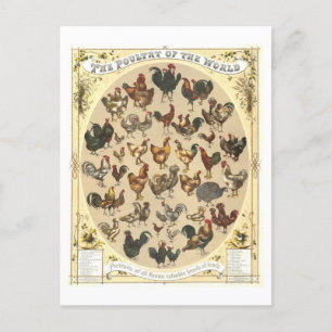 Vintage Poultry do Cartão Postal Mundial
