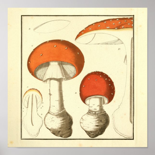 Vintage Red Boné Mushroom Art Impressão (Frente)