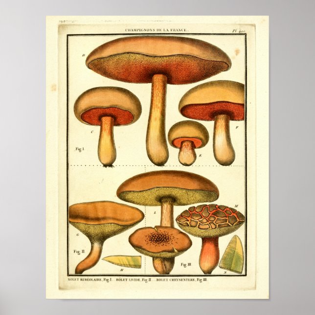 Vintage Red Mushroom French Art Impressão (Frente)