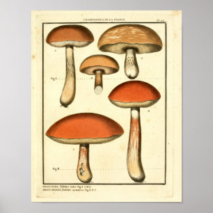 Vintage Red Orange Mushroom French Art Impressão