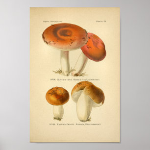 Vintage Red Orange Mushrooms Art Impressão franc