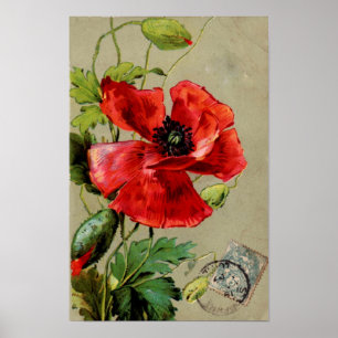 Vintage Red Poppy - Impressão