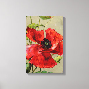 Vintage Red Poppy Stretered Canvas Print