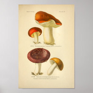 Vintage Red Yellow Mushroom Art Impressão francês