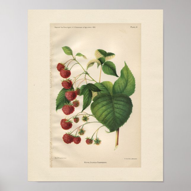 Vintage Royal Church Impressão (Frente)