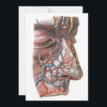 Vintage Science Anatomia Humana, Face com Nariz<br><div class="desc">Ilustração vítrea da saúde humana e desenho da anatomia apresentando uma face de perfil sem pele apresentando nariz,  lábio superior e testa com vasos sanguíneos,  veias,  ligamentos,  tendões e músculos. Os olhos estão fechados. design excelente para geeks de ciência e biologia.</div>