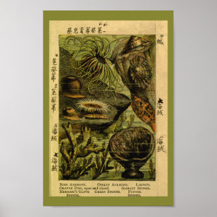 Vintage Sea Anemone Creatures Art Impressão