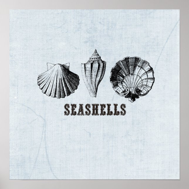 Vintage Seashells Illustration Poster (Frente)
