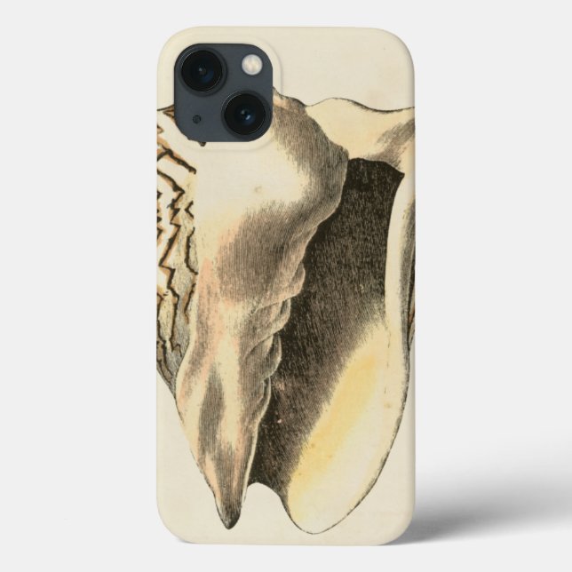 Vintage Sepia Conch Shell (Verso)