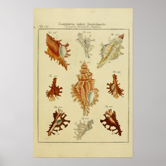 Vintage Shells Poster (Frente)