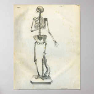 Vintage Skeleton Impressão 1854
