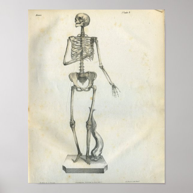 Vintage Skeleton Impressão 1854 (Frente)