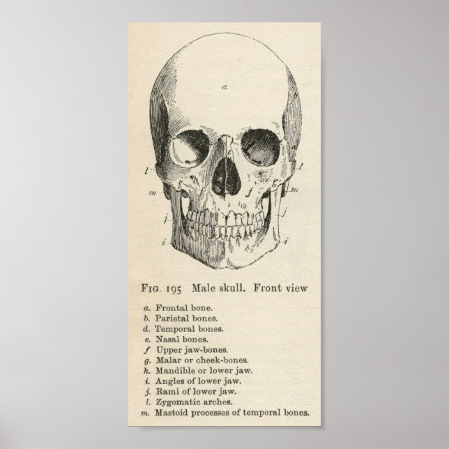 Vintage Skull Poster (Frente)