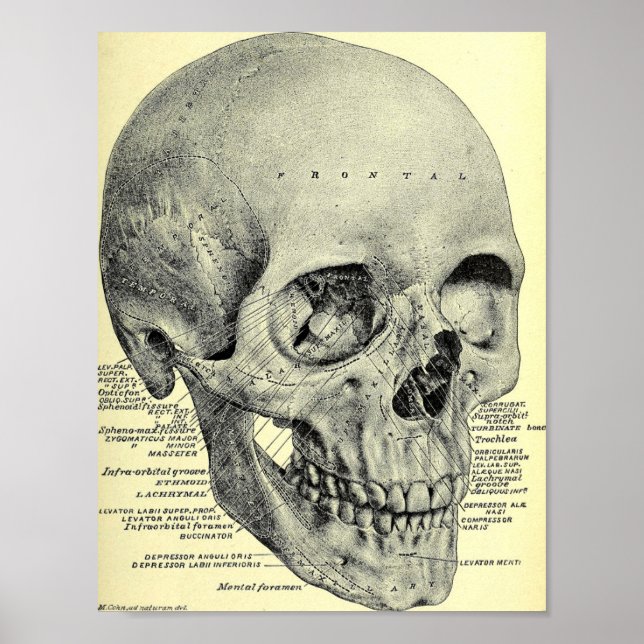 Vintage Skull Poster (Frente)