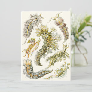 Vintage Snails and Sea Slugs por Ernst Haeckel