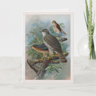 Vintage Sparrow hawk - cartão de saudação dobrado