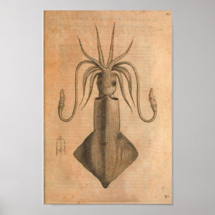 Vintage Squid Art Impressão Illustration Sea