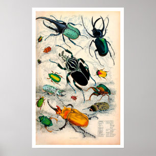 Vintage Stag Beetles Impressão