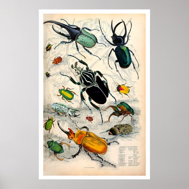 Vintage Stag Beetles Impressão (Frente)