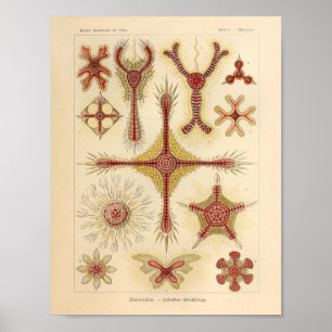 Vintage Starfish Ernst Haeckel Impressão Sea Life