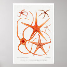 VINTAGE STARFISH ILLUSTRATION POSTER
