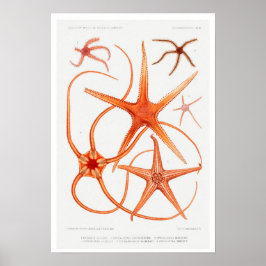 VINTAGE STARFISH ILLUSTRATION POSTER