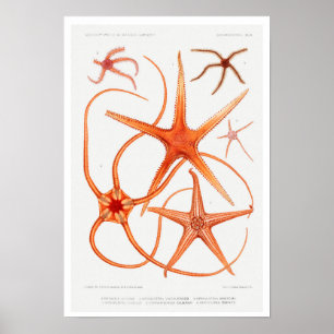 VINTAGE STARFISH ILLUSTRATION POSTER