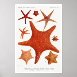 VINTAGE STARFISH ILLUSTRATION POSTER