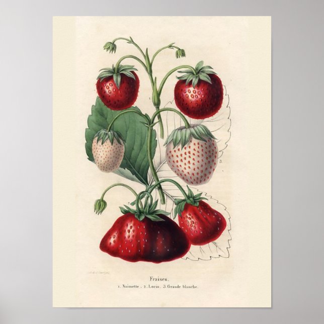 Vintage Strawberry Poster (Frente)