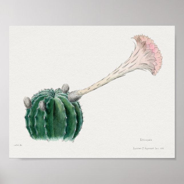 Vintage Succulent Illustration Poster (Frente)