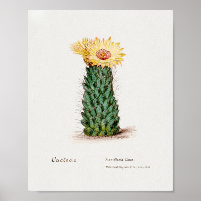 Vintage Succulent Illustration Poster (Frente)