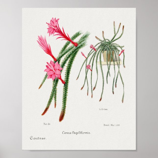 Vintage Succulent Illustration Poster (Frente)