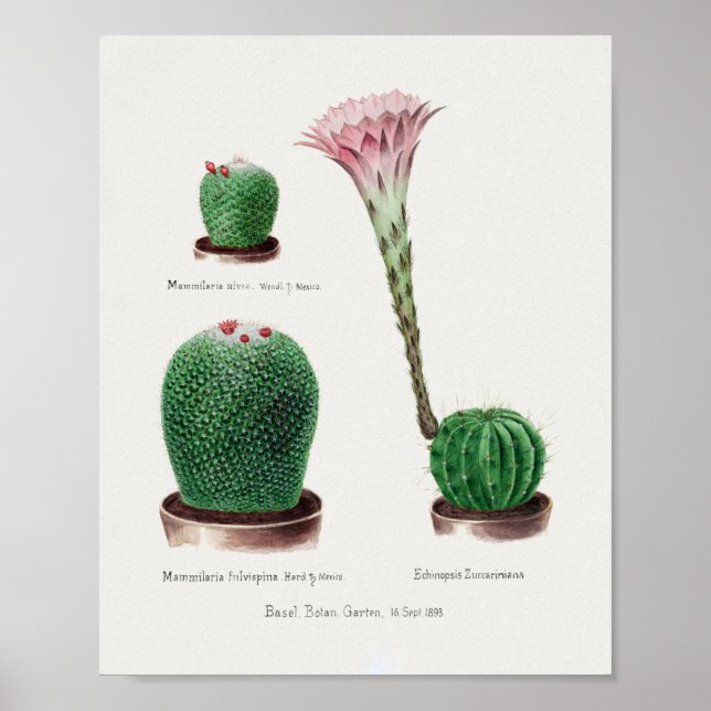 Vintage Succulent Illustration Poster (Frente)